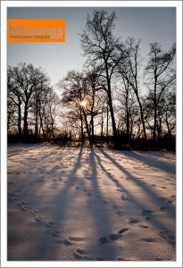 Schlosspark Belvedere im Schnee